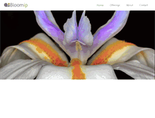 Tablet Screenshot of bloomip.com